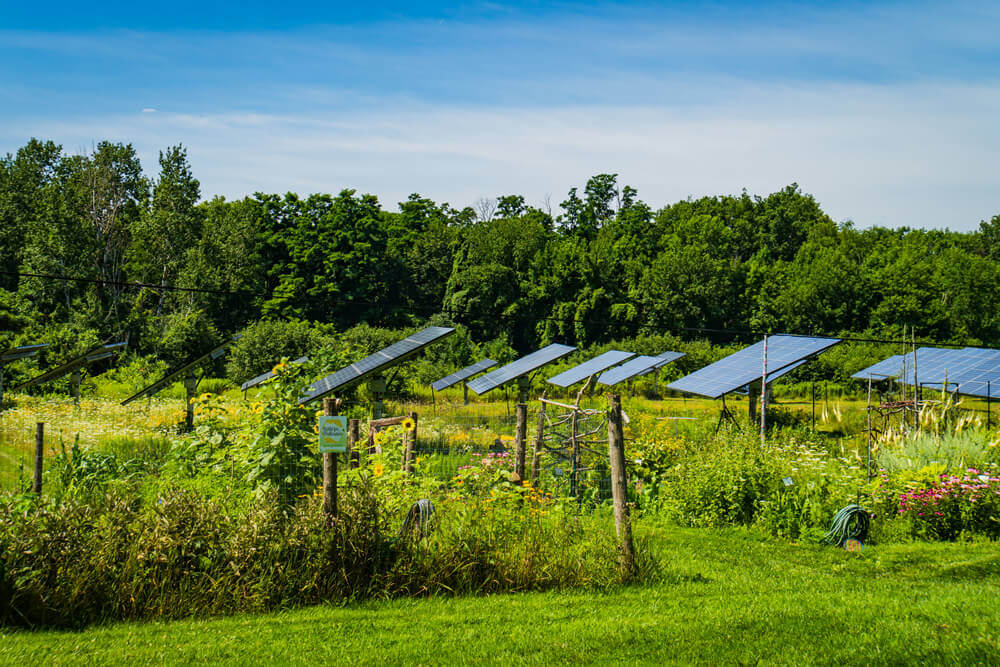 Solar panels in a field of plants
